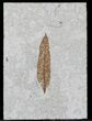 Fossil Leaf - Inch Layer, Green River Formation #58951-1